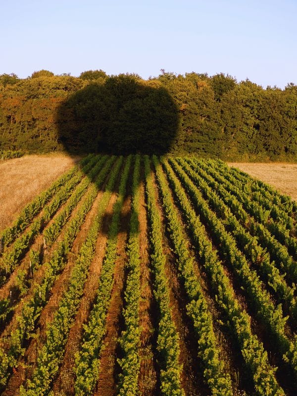 shadow-of-a-hot-air-balloon-over-vineyard